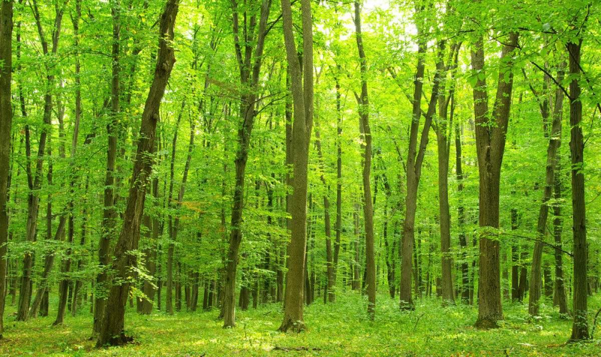 越南与欧盟签约改善森林生态